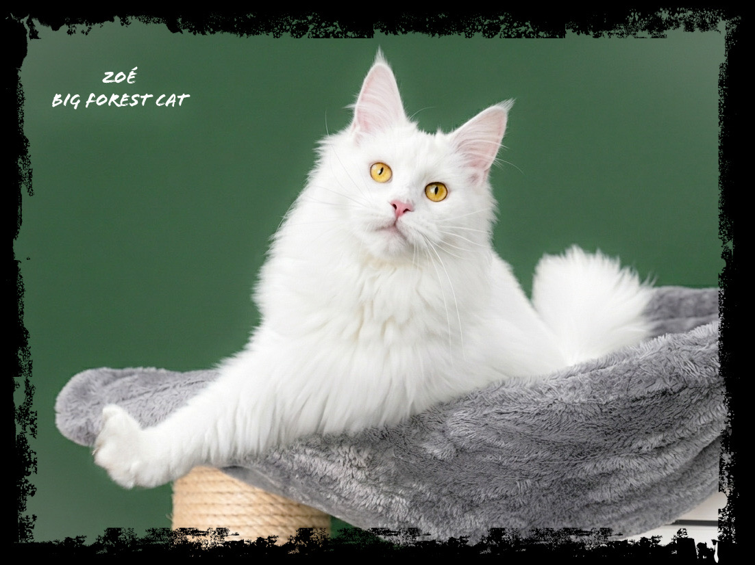 Zoé Big Forest Cat